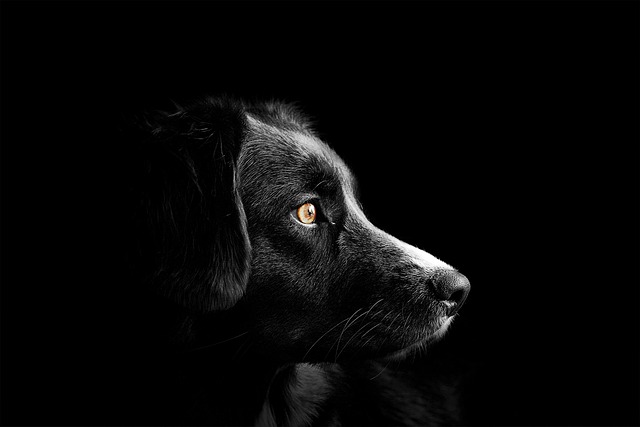 Het belang van glucosamine voor de gezondheid van je hond